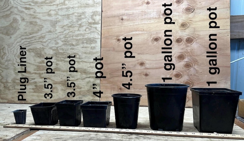 May include: An assortment of black plastic plant pots, including a plug liner, 3.5" pots, 4" pot, 4.5" pot, and 1-gallon pots. The pots are displayed against a wooden backdrop. Text labels the sizes in inches and gallons.