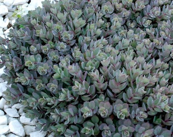 Sedum SUNSPARKLER 'Dazzleberry' | Purple Blue Foliage *Just Emerging*