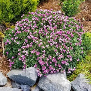 May include: A pink and white flowering bush with green leaves growing in a garden setting. The bush is surrounded by rocks and mulch.