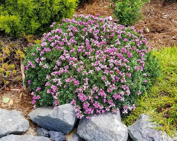 Daphne X Rollsdorfii 'wilhelm Schacht' | Dwarf Daphne