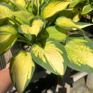 Hosta &#39;Paul’s Glory&#39; | Medium Variegated Color Changing Hosta | Flowering Shade Perennial | Slug Resistant