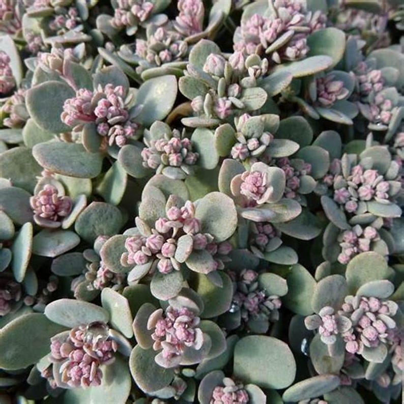 May include: Close-up of a succulent plant with small, pink flowers. The plant has fleshy, green leaves with a silvery-grey hue.