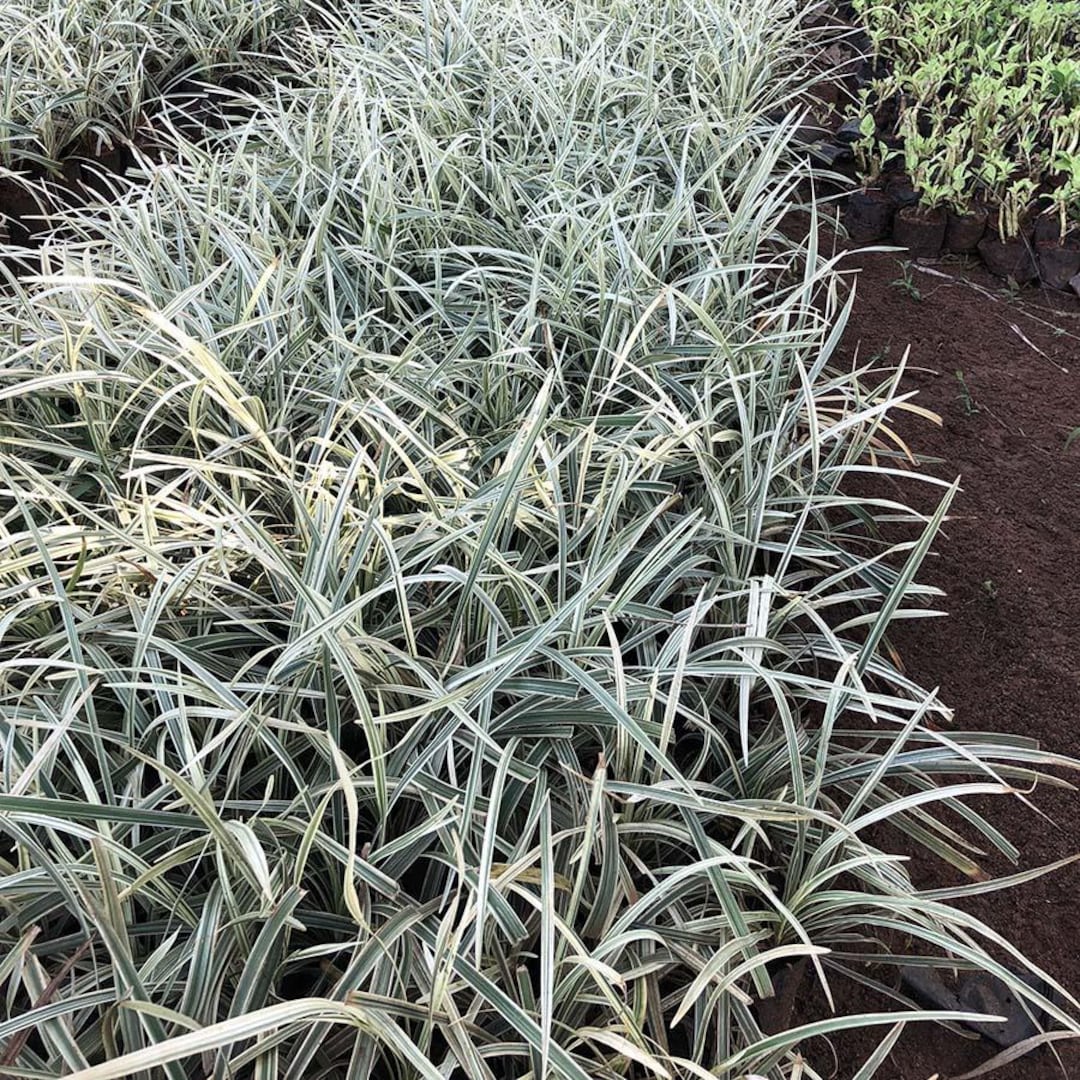 Ophiopogon Japonicus 'variegatus' | Variegated Mondo Grass