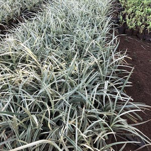 Ophiopogon japonicus ‘Variegatus’ | Variegated Mondo Grass | Evergreen Groundcover | USDA Zones 6–10