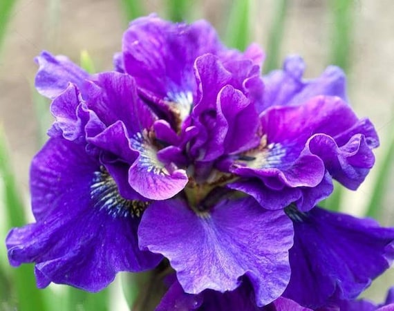 Iris Sibirica 'concord Crush' | Siberian Iris - Etsy