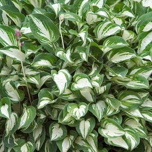 PRE-ORDER Fall Bareroot - Hosta &#39;Pandora&#39;s Box&#39; | Miniature Variegated White and Green Hosta | Flowering Shade Perennial | Slug Resistant