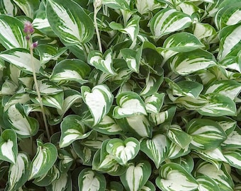 Hosta 'Pandora's Box' | Miniature Variegated Plantain Lily - Fall 2026 Pre-Order