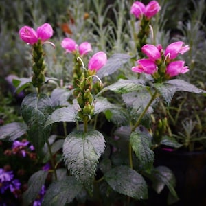 May include: A close-up of a pink flowering plant with green leaves. The plant is in a pot and the flowers are in bloom. The leaves are wet with dew or rain.