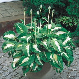 Hosta &#39;Mediovariegata&#39; | Medium Variegated White and Green Hosta | Flowering Shade Perennial | USDA Zones 3–9