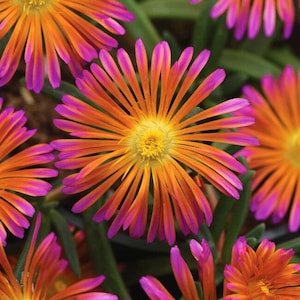 May include: Close-up of vibrant orange and magenta flowers with yellow centers. The petals radiate outwards, creating a starburst effect. Green foliage provides a contrasting backdrop, highlighting the bright colors of the blooms.
