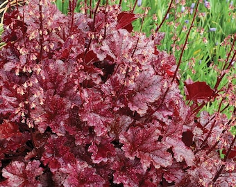 Heuchera 'Berry Marmalade' | Coral Bells, Semi-Evergreen - Multiple Size Options