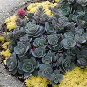 May include: A close-up of a ground cover plant with blue-green leaves. The plant is growing in a garden bed with yellow ground cover.
