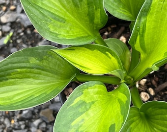 Hosta 'Colored Hulk' | Medium Small Variegated Plantain Lily - Fall 2026 Pre-Order