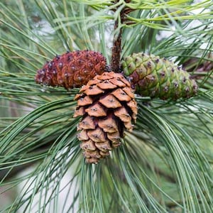 May include: Close-up of a pine branch with three pine cones. The central cone is brown and open, while the other two are a reddish-brown and green. The needles are long and green, creating a natural, textured background.