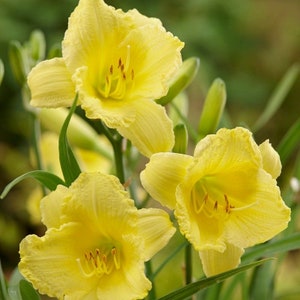 PRE-ORDER Fall Bulbs - Hemerocallis 'Irish Elf' | Miniature Yellow Daylily | Summer Reblooming Perennial | USDA Zones 3–9 | Deer-Resistant