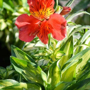 May include: A single red and yellow flower with a spotted pattern blooms in a pot of green and white variegated foliage.