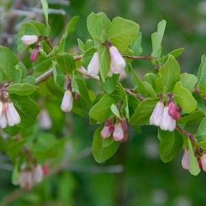 May include: A close-up of a bush with delicate pink and white flowers. The flowers are clustered together on the branches, creating a beautiful display of color.