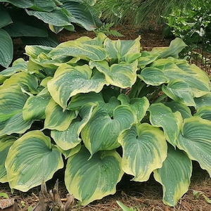 Hosta &#39;Earth Angel&#39; | Large Variegated Green and Creamy Gold Hosta | Flowering Shade Perennial | Slug Resistant