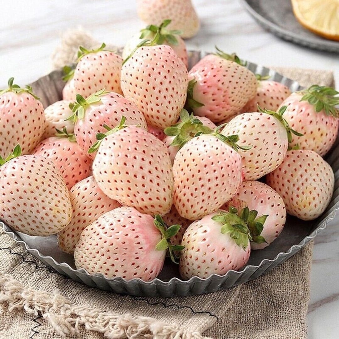 Berry Plant | White Pineberry | Hawaiian Strawberry | Unique White