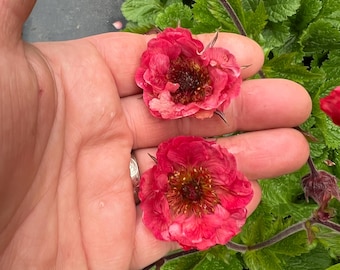 Geum TEMPO 'Coral' | Avens, Evergreen Perennial - Multiple size options