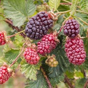 May include: Close-up of a branch with several ripe and unripe blackberries. The fully ripe berries are a deep purple, while others are a vibrant red. Green leaves and stems provide a natural backdrop.
