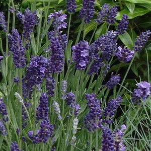 May include: Close-up of lavender plants with vibrant purple flower spikes and green stems. The image showcases the dense clusters of lavender blooms, set against a backdrop of green foliage. The flowers are in full bloom, creating a visually appealing display.
