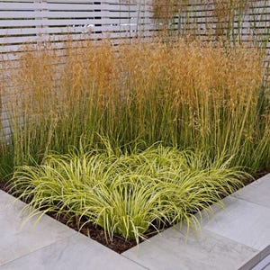 Carex EVERCOLOR ‘Evergold’ | Variegated Japanese Sedge | Evergreen Ornamental Grass | Drought-Tolerant | USDA Zones 5-9