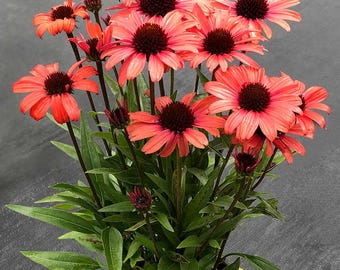 Échinacée DARK SHADOWS™ « Mystic » | Échinacée