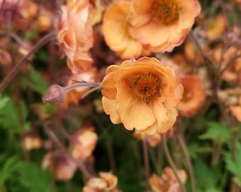 Geum TEMPO 'Orange' | Avens, Evergreen Perennial - Multiple size options