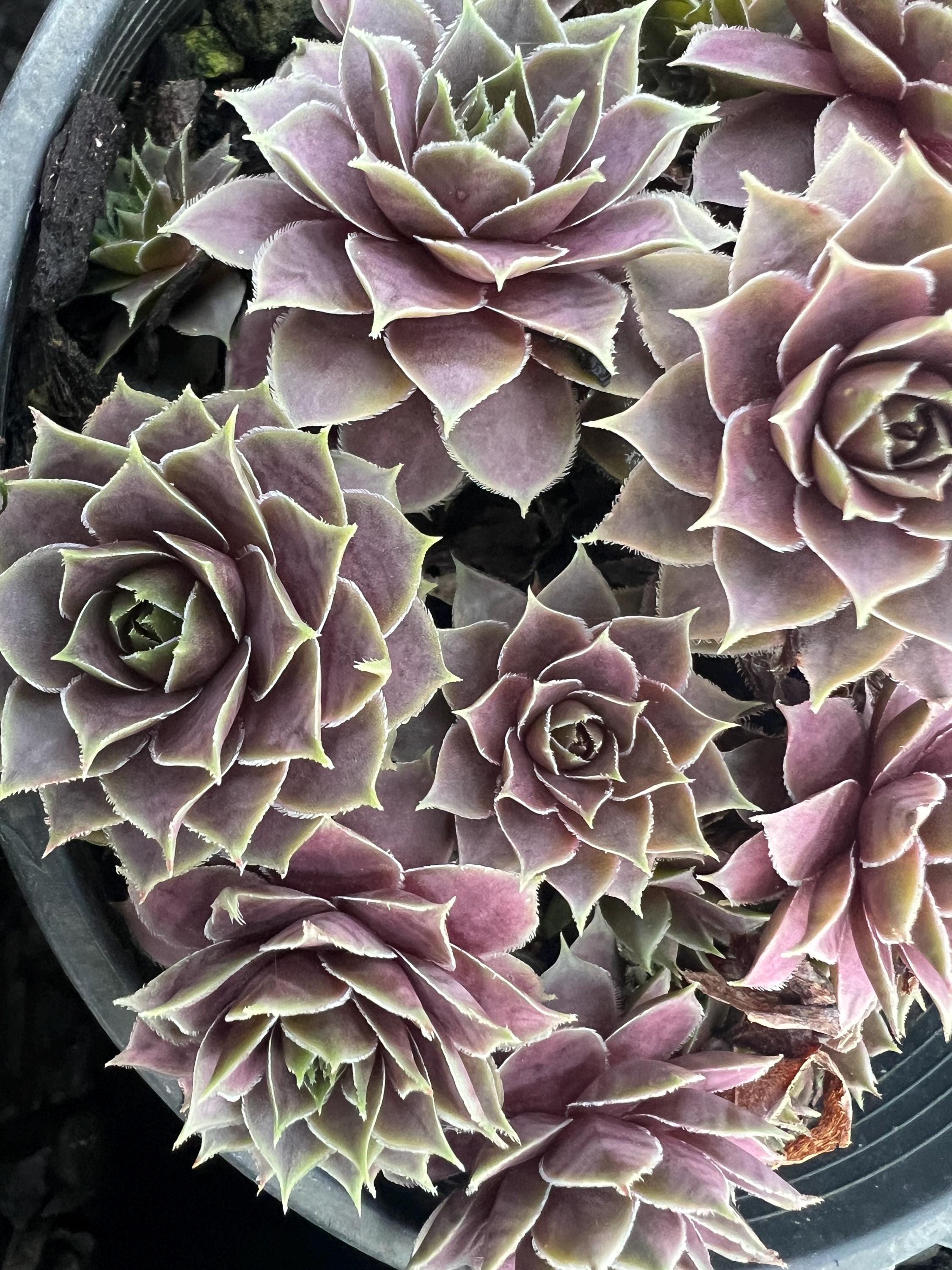 Sempervivum 'el Toro' | Pink and Purple Hens and Chicks | Evergreen