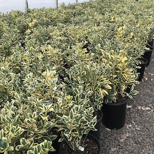 May include: A row of potted plants with green and yellow variegated leaves. The plants are in black pots and are arranged in a greenhouse setting.