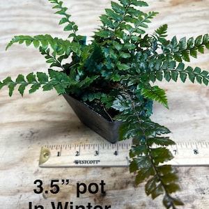 K&ouml;nnte beinhalten: Ein 8,9 cm Topf mit einer gr&uuml;nen Farnpflanze. Die Pflanze hat dunkelgr&uuml;ne Wedel und w&auml;chst in einem schwarzen Topf. Der Topf steht auf einer Holzoberfl&auml;che. Der Text "3.5" pot In Winter" ist unter dem Topf geschrieben.