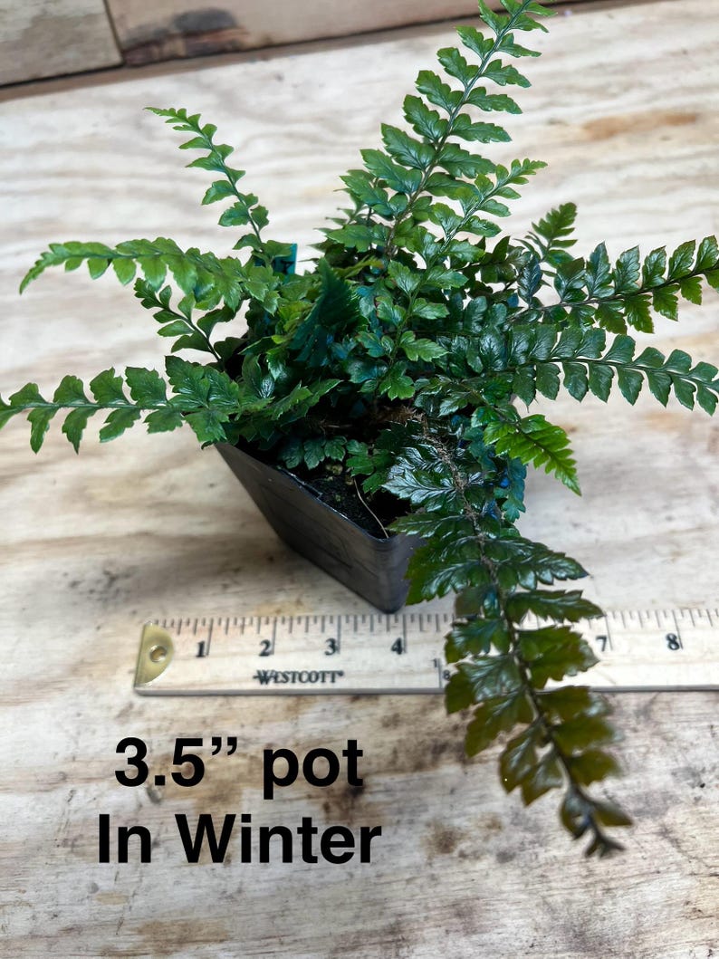 K&ouml;nnte beinhalten: Ein 8,9 cm Topf mit einer gr&uuml;nen Farnpflanze. Die Pflanze hat dunkelgr&uuml;ne Wedel und w&auml;chst in einem schwarzen Topf. Der Topf steht auf einer Holzoberfl&auml;che. Der Text "3.5" pot In Winter" ist unter dem Topf geschrieben.