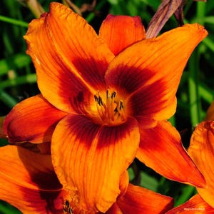 PRE-ORDER Fall Bulbs - Hemerocallis 'Outrangeous' | Unique Orange and Red Daylily | Deer-Resistant | Summer Bloomer | USDA Zones 3–9