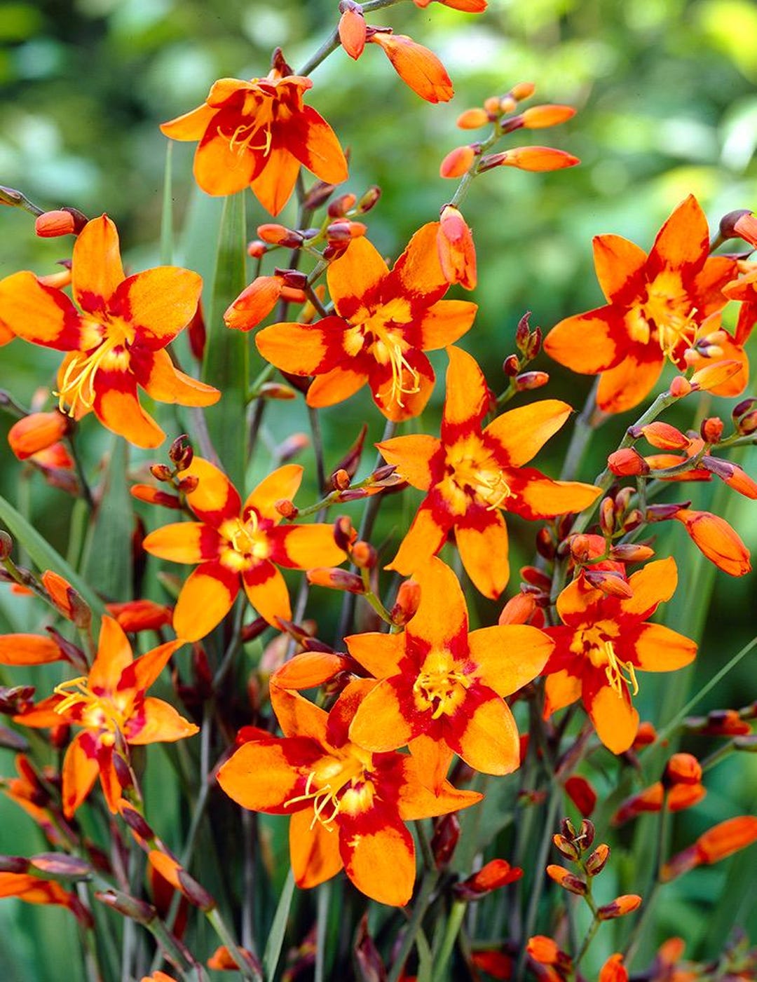 Crocosmia 'emily Mckenzie' | Orange and Burgundy Montbretia - Etsy