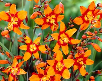 Crocosmia ‘Emily McKenzie’ | Orange and Burgundy Montbretia