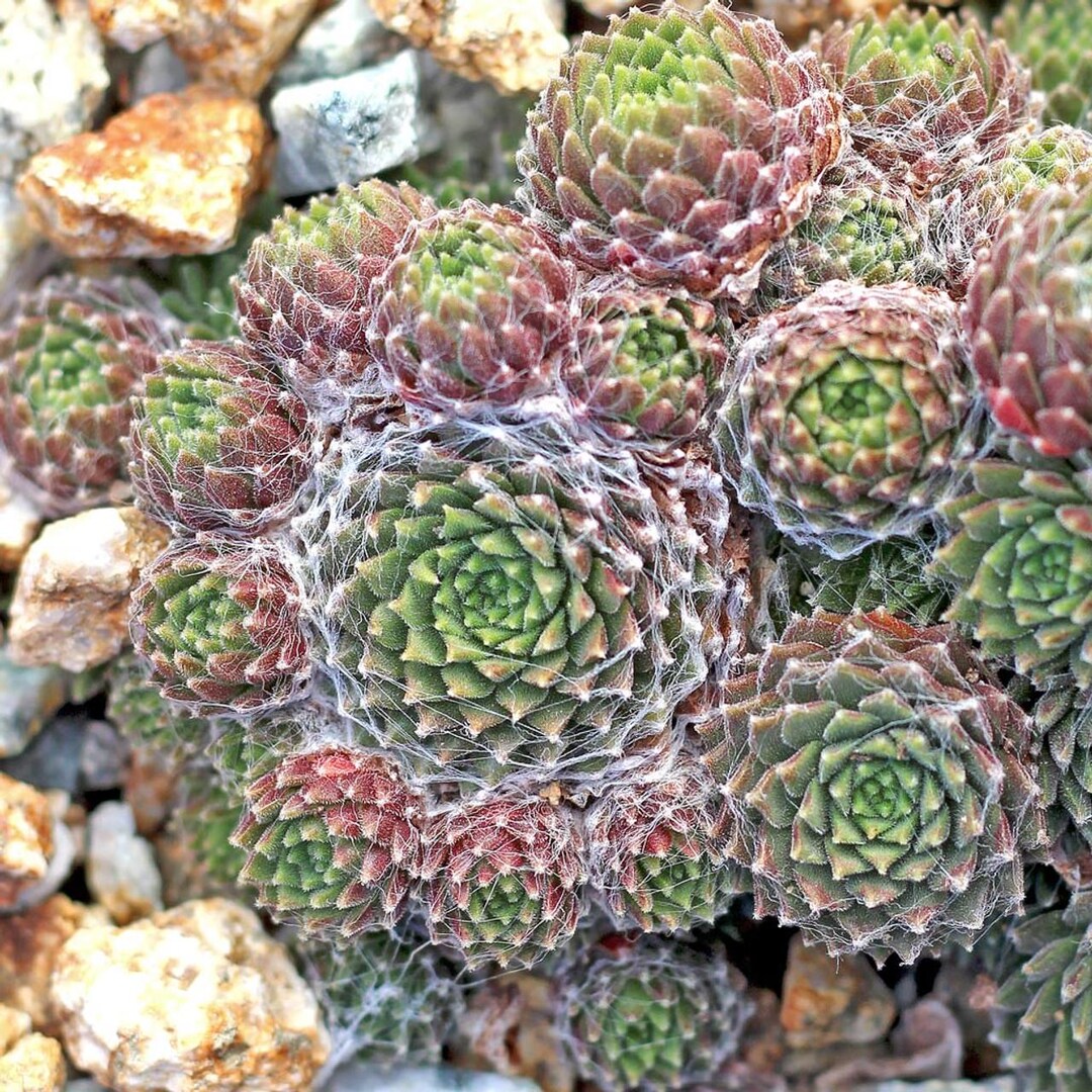 Sempervivum Arachnoideum 'rubrum' | Tiny Fuzzy Hens and Chicks ...