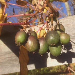 Actinidia kolomikta 'Red Beauty' | Female Hardy Kiwi Plant