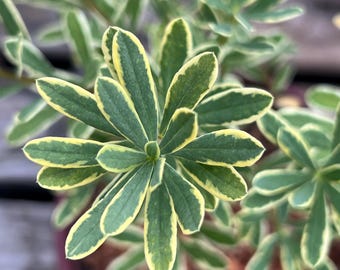 Daphne ‘Carol Mackie’ | Variegated Daphne | 1 Gallon Potted Plant