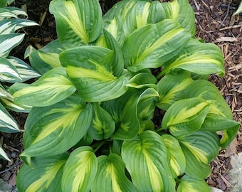 May include: A lush green plant with large, heart-shaped leaves. Each leaf features a vibrant yellow stripe down the center, creating a striking contrast. The plant is surrounded by mulch and small stones, suggesting an outdoor garden setting.