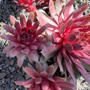 May include: Close-up of a group of red succulent plants with green and brown tones. The plants are arranged in a cluster and have a rosette shape.