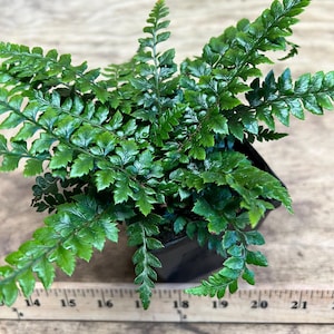 Polystichum neolobatum | Asian Saber Fern | Hardy Evergreen Fern | USDA Zones 6–9