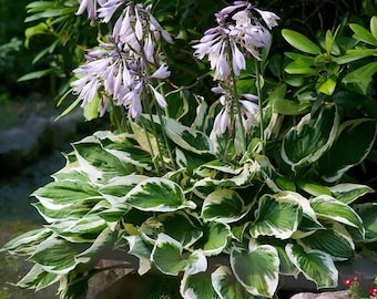 May include: A close-up of a hosta plant with white and green variegated leaves and clusters of light purple flowers.