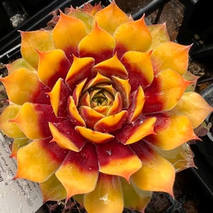 May include: Close-up of a vibrant succulent plant with layered, pointed leaves. The leaves transition from a deep red at the base to bright yellow and orange tips. The plant is in a black container, showcasing its colorful, symmetrical form.