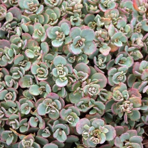Sedum Coca Cola, Deciduous Stonecrop Succulent, Sedum cauticola, live plant