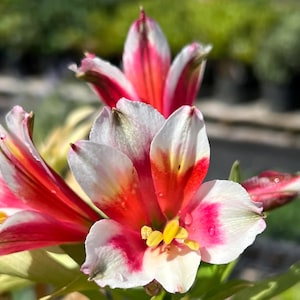 Alstroemeria 'Inca Lucky' | Soft Pink & White Peruvian Lily - 4.5" Pot