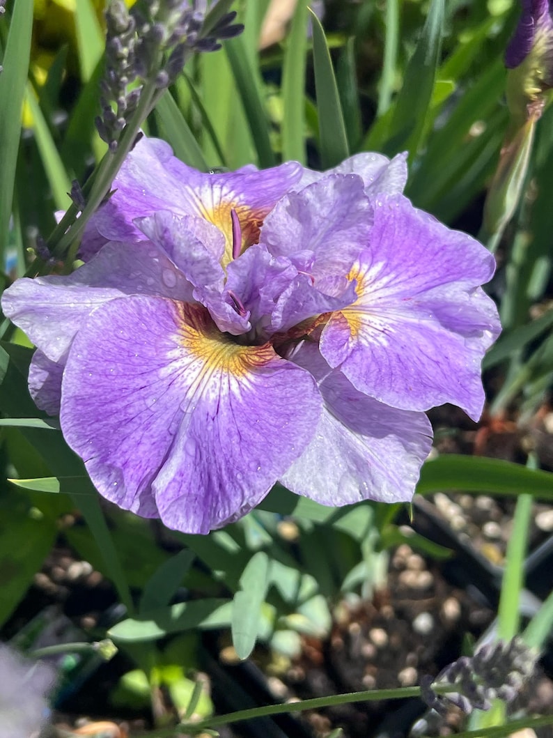 Plantingpartners Iris sibirica - Thumbnail 3