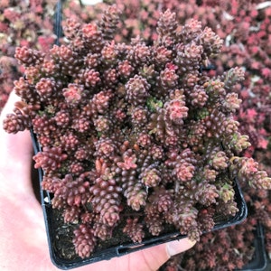 Sedum album &#39;Black Pearl&#39; | Dark Stonecrop | Evergreen | Drought-Tolerant Succulent Groundcover | USDA Zones 4–9