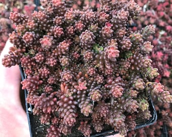Sedum album &#39;Black Pearl&#39; | Dark Stonecrop | Evergreen | Drought-Tolerant Succulent Groundcover | USDA Zones 4–9