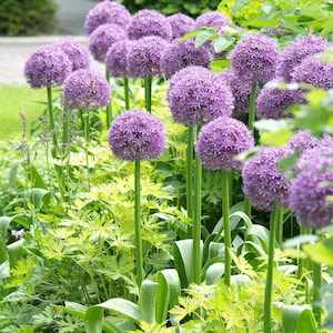 Allium 'Globemaster' | 8-10 Inch Blooms! | Perennial Ornamental Onion - Fall 2026 Pre-Order